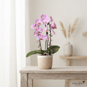 Mixed Phalaenopsis Orchid – 2 Stem, 12cm Pot