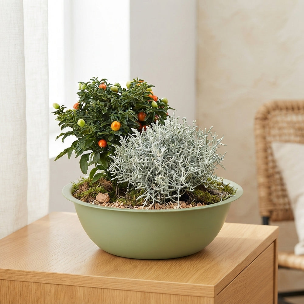 Mixed Plant Arrangement in Extra-Large Green Zinc Bowl