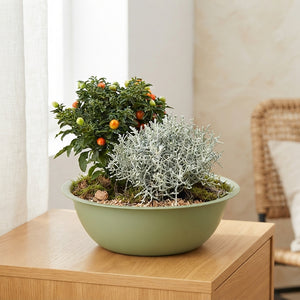 Mixed Plant Arrangement in Extra-Large Green Zinc Bowl
