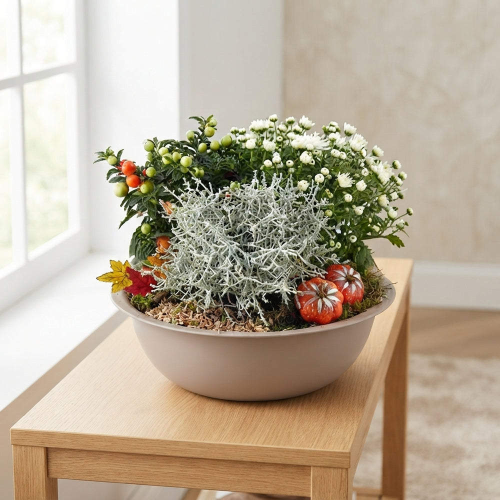 Mixed Colour Plant Arrangement in Extra-Large Taupe Zinc Bowl