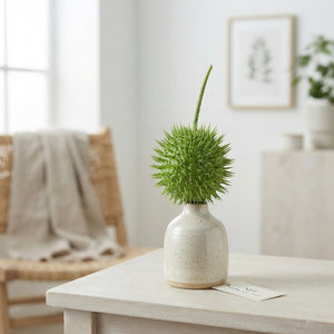 Decorative Green Cucumis Ornamental Fruit