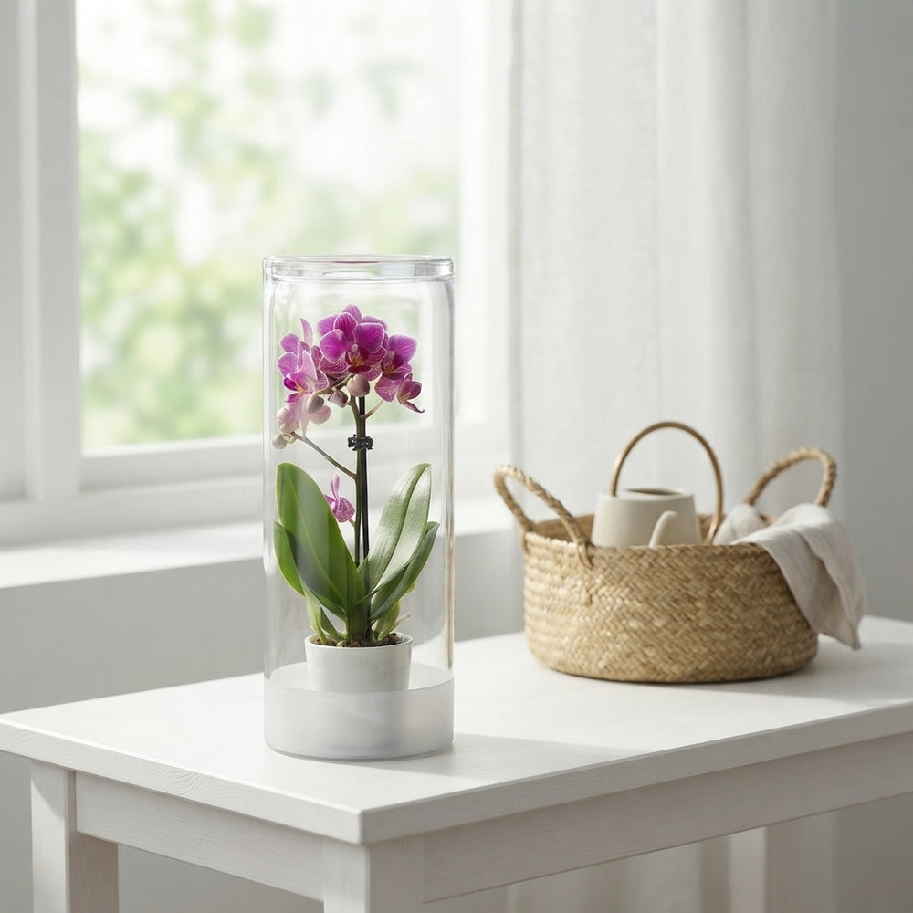 Mini Phalaenopsis Orchid – 6cm Frosted Glass Pot