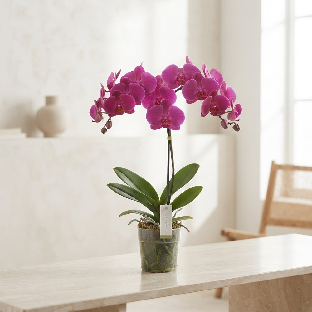 Mixed Phalaenopsis Orchid – 12cm Pot, 60cm Height