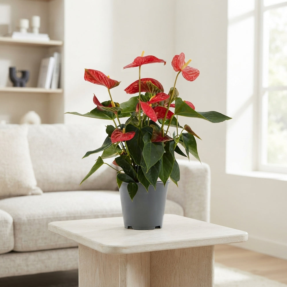 Red Anthurium (Anthurium) – 14cm Pot, 45cm Tall