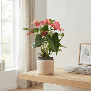 Pink Anthurium (Anthurium andraeanum) – 14cm Pot