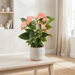 Pink Anthurium (Anthurium andraeanum) – 14cm Pot
