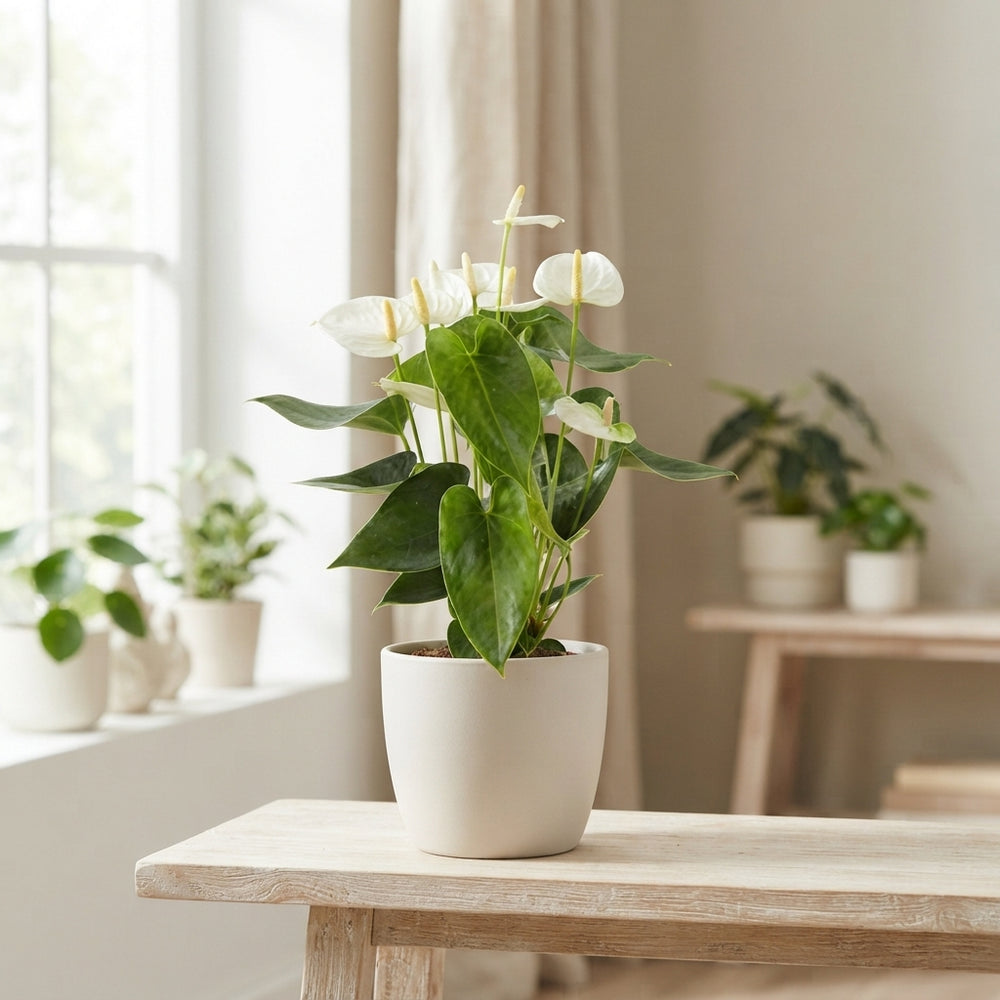White Anthurium (Anthurium andraeanum) – 12cm Pot