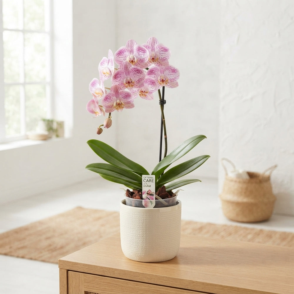 Mixed Phalaenopsis Orchid – 12cm Pot, 40cm Height