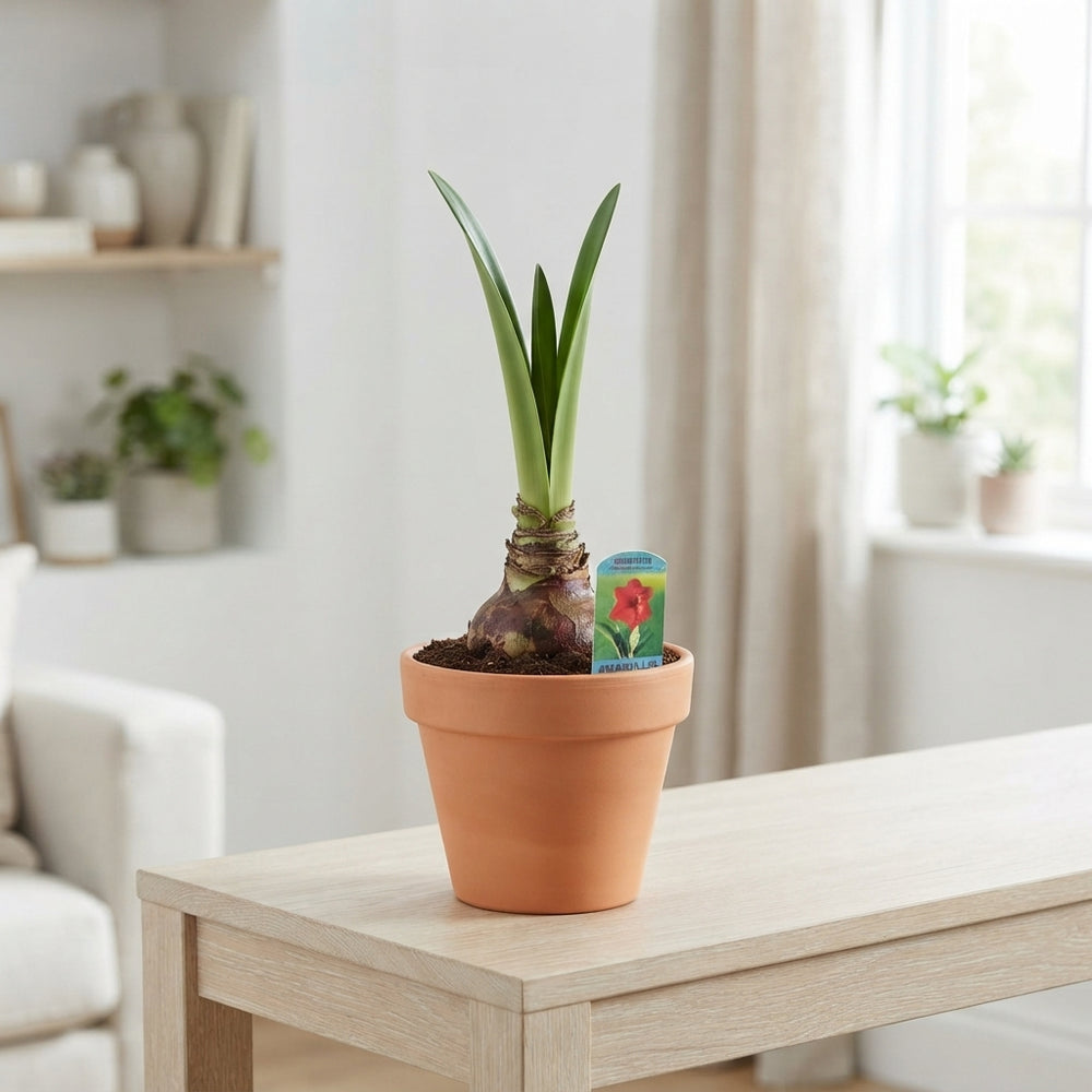 Royal Red Amaryllis (Hippeastrum) – 15cm Terracotta Pot