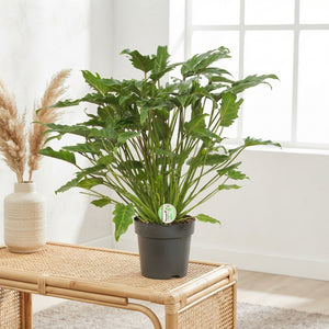 Philodendron Xanadu – 21cm Pot, Approx. 70cm High