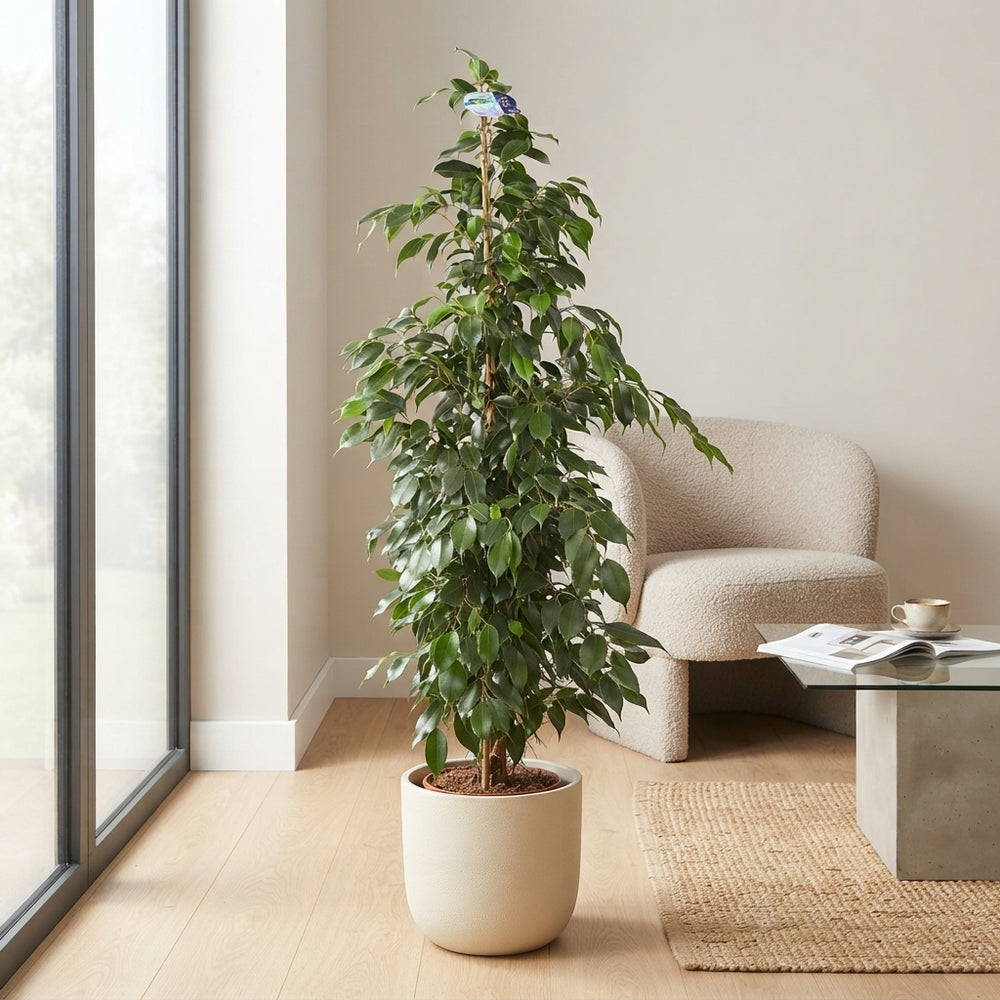 Ficus benjamina ‘Danielle’ – 27cm Pot, 150cm Tall