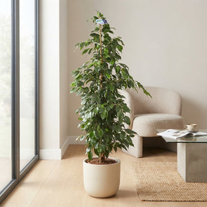 Ficus benjamina ‘Danielle’ – 27cm Pot, 150cm Tall