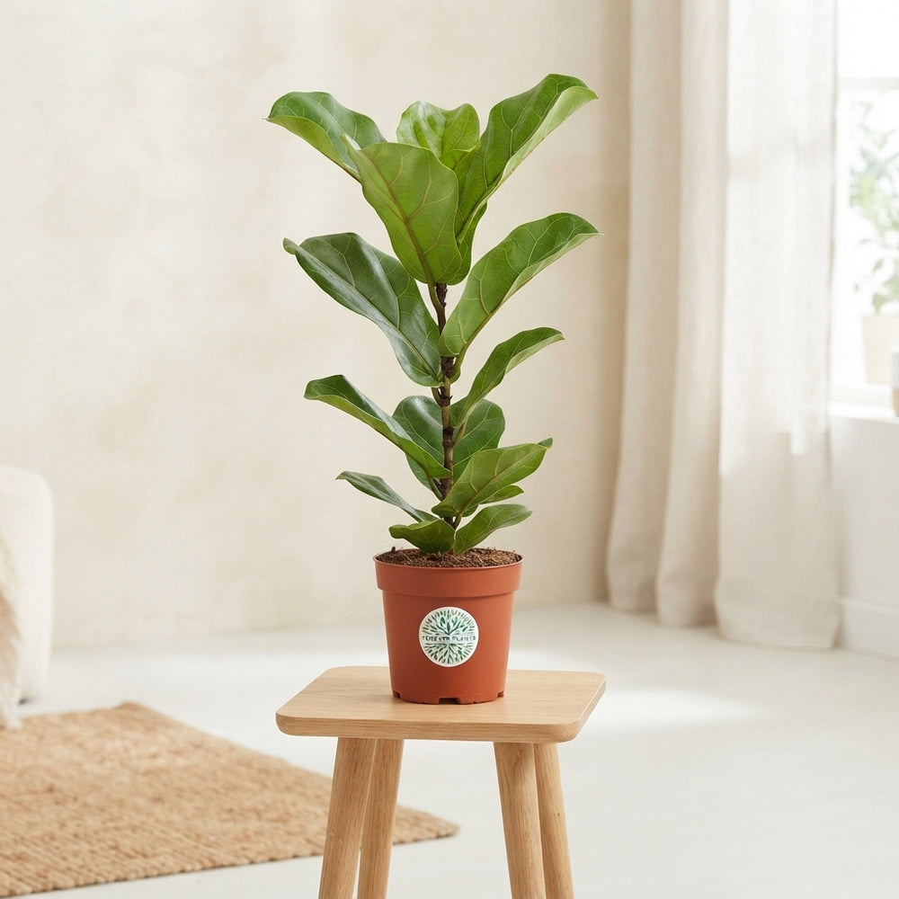 Fiddle Leaf Fig (Ficus lyrata) – 17cm Pot, 95cm Tall