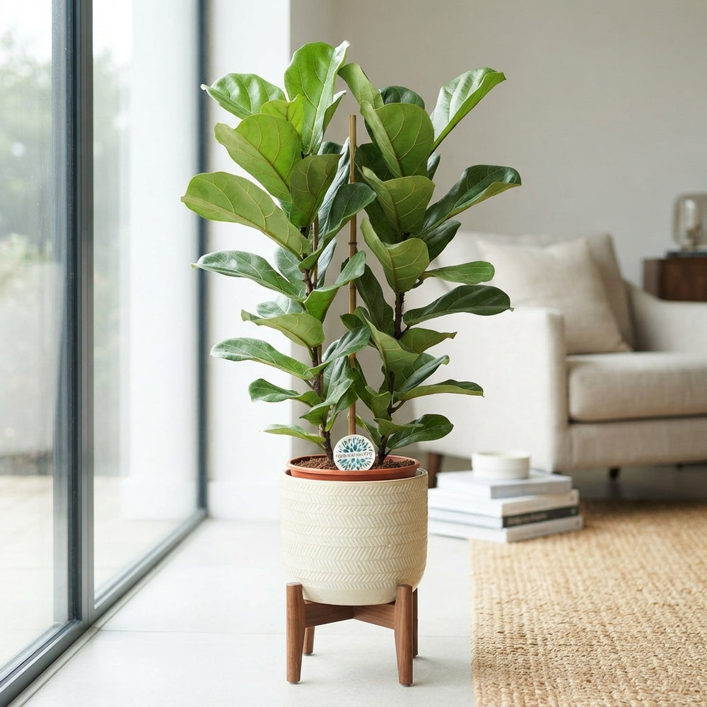 Fiddle Leaf Fig (Ficus lyrata) – 24cm Pot, 145cm