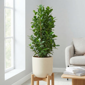 Ficus Moclame (Ficus microcarpa) – 24cm Pot