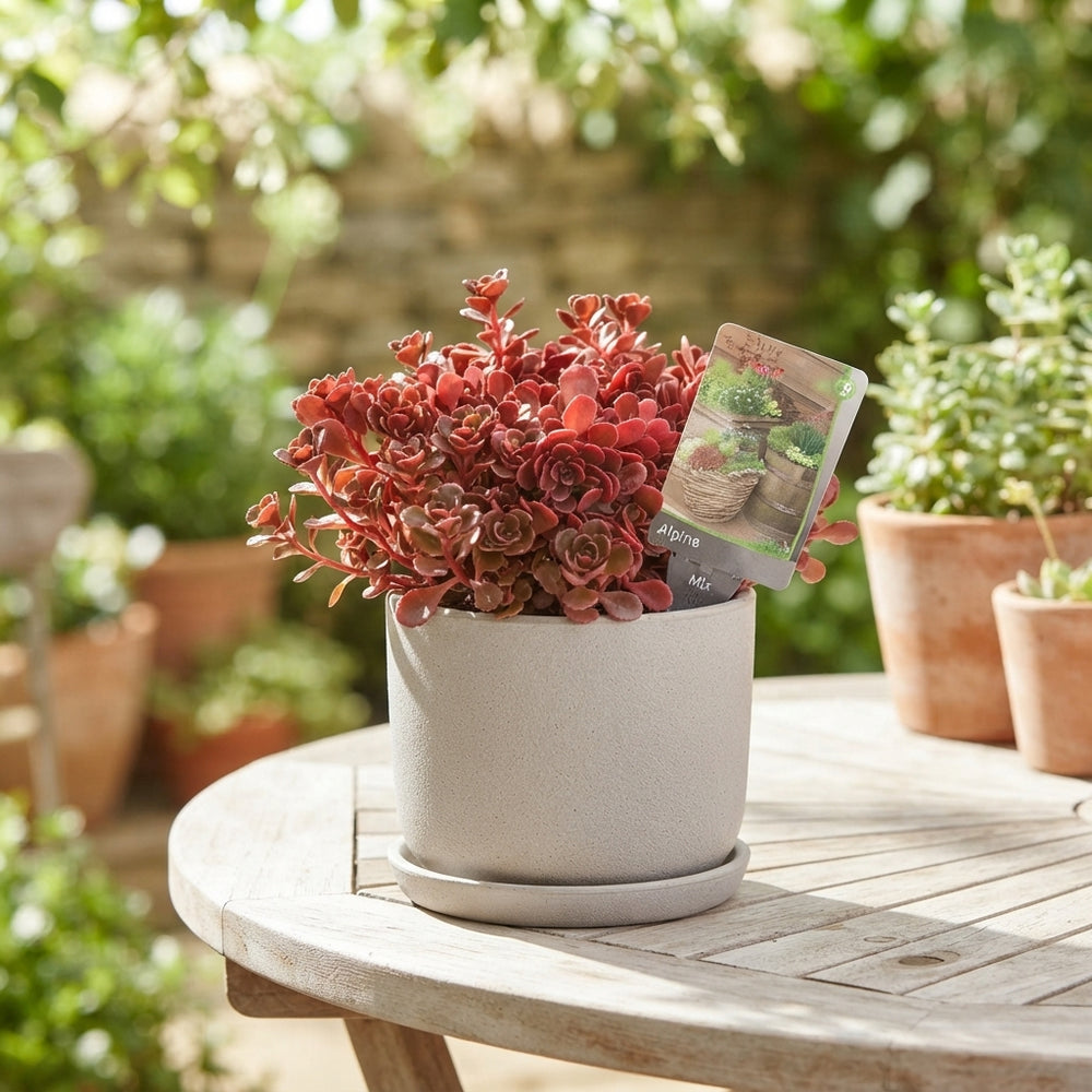 Mixed Garden Perennials – 17cm Pot