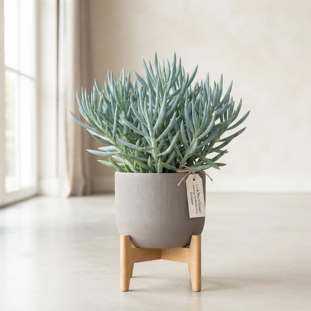 Curio Mount Everest Succulent – 17cm Pot, 55cm High