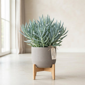 Curio Mount Everest Succulent – 17cm Pot, 55cm High