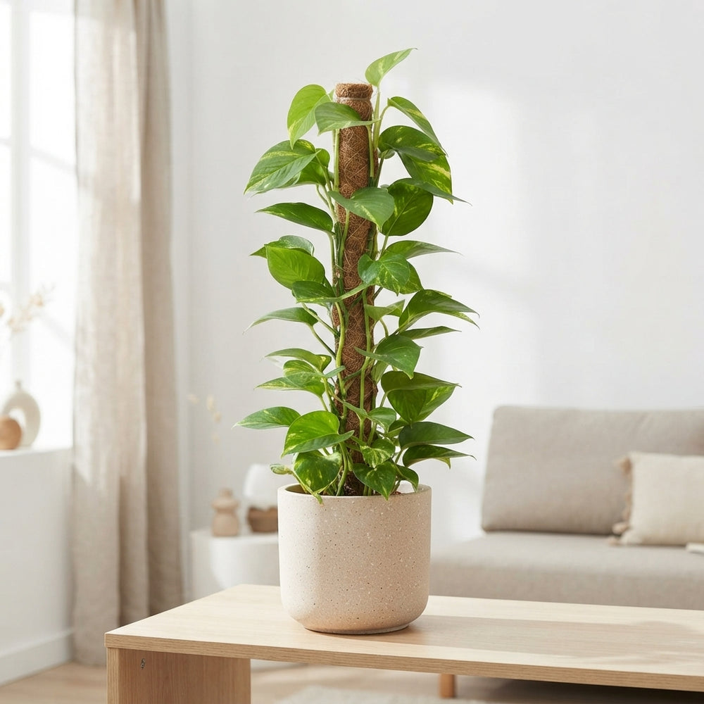 Golden Pothos (Epipremnum aureum) – 19cm Pot