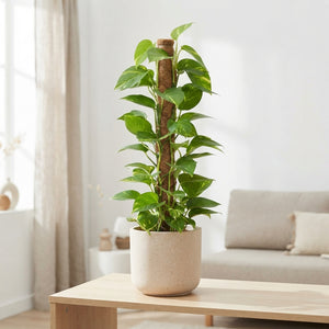 Golden Pothos (Epipremnum aureum) – 19cm Pot