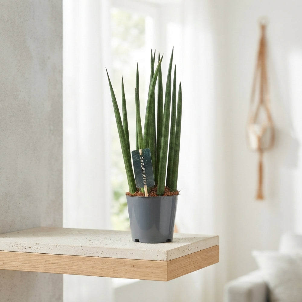 Mikado Snake Plant (Sansevieria cylindrica) – 12cm Pot