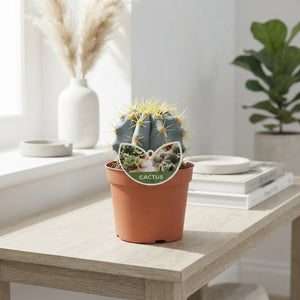 Mixed Cacti and Succulents – 14cm Pot