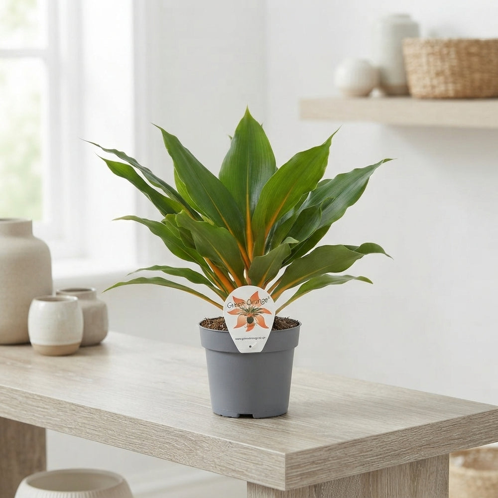 Green and Orange Spider Plant (Chlorophytum) – 12cm Pot