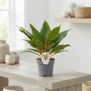 Green and Orange Spider Plant (Chlorophytum) – 12cm Pot