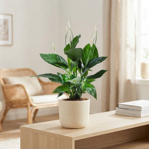 White Peace Lily (Spathiphyllum) – 13cm Pot, 60cm