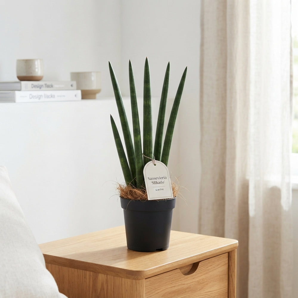 Mikado Cylindrical Snake Plant (Sansevieria cylindrica) – 6cm Pot