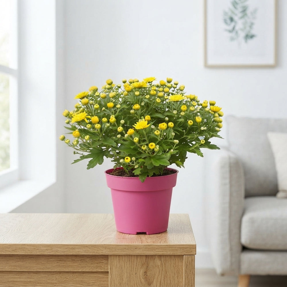 Yellow Chrysanthemum (Chrysanthemum indicum) – 14cm Pot