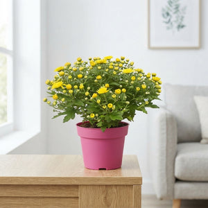 Yellow Chrysanthemum (Chrysanthemum indicum) – 14cm Pot