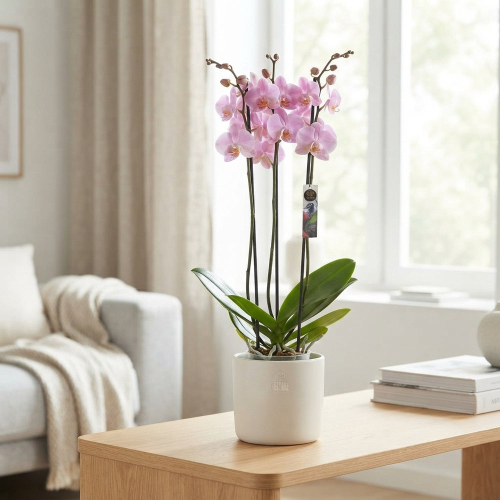 Pink Phalaenopsis Orchid – 4 Stem, 12cm Pot