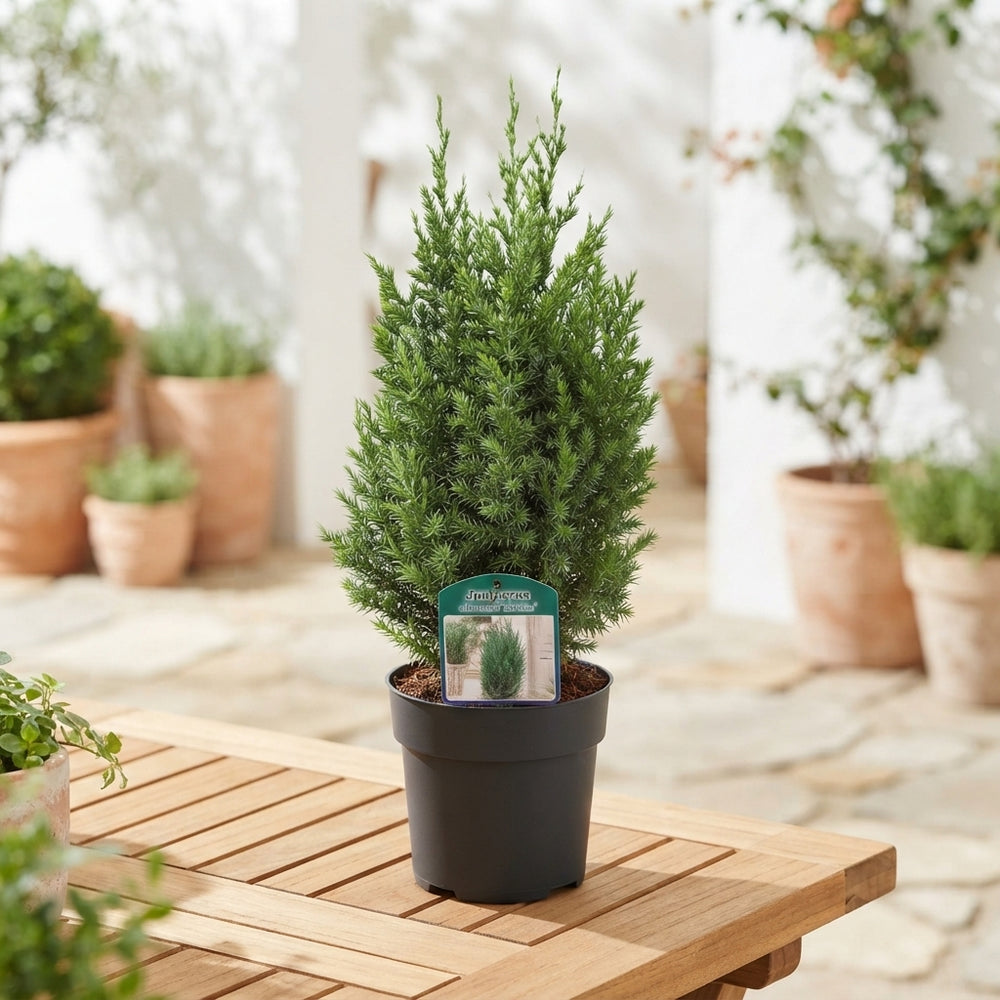 Juniperus ‘Stricta’ – 17cm Pot, Approx. 55cm
