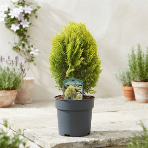 Aurea Nana Golden Dwarf Platycladus – 17cm Pot