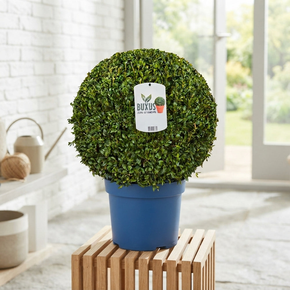 Boxwood Ball (Buxus sempervirens) – 30cm Pot