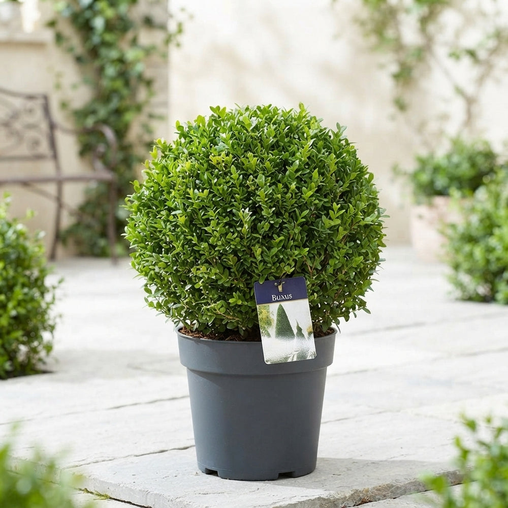 Spherical Boxwood (Buxus sempervirens) – 27cm Pot