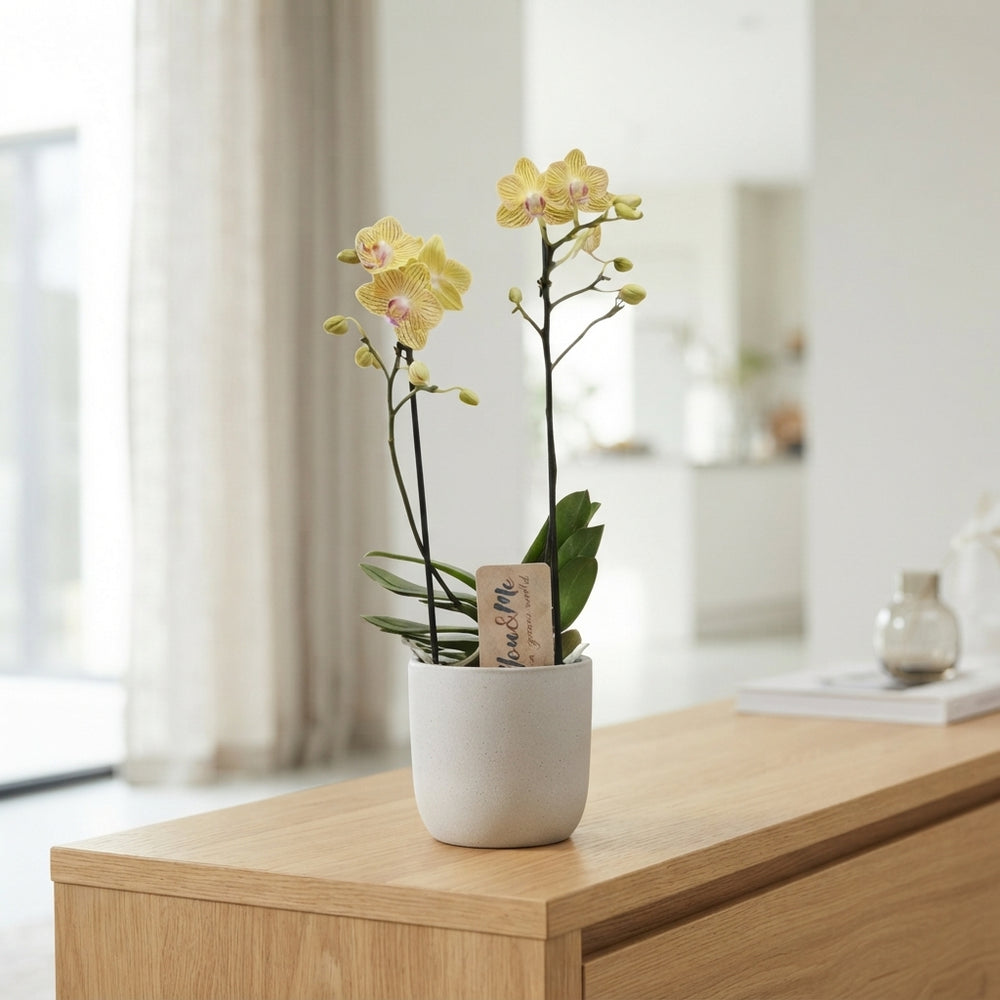Yellow Phalaenopsis Orchid – 2 Stem, 12cm Pot