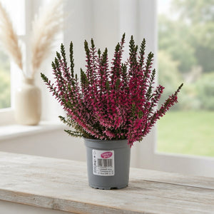 White Heather (Calluna vulgaris) – 9cm Pot