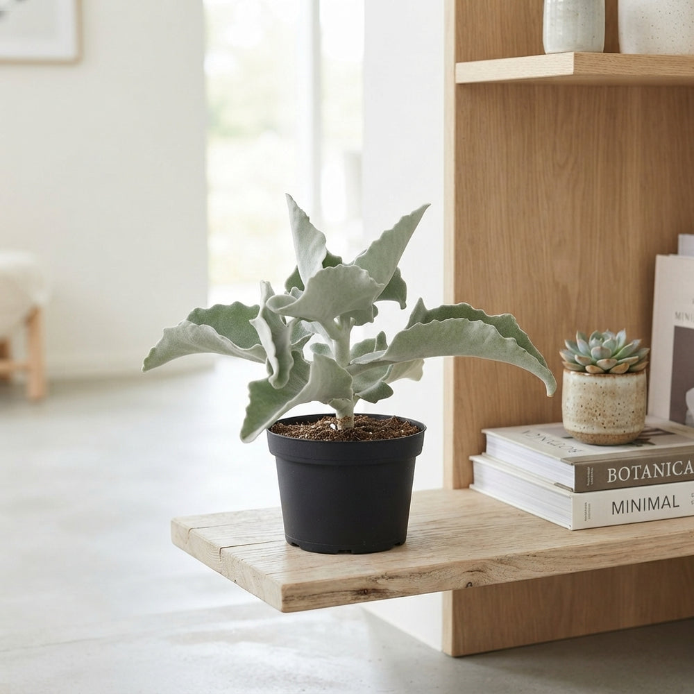 Elephant Ear Kalanchoe (Kalanchoe beharensis) – 19cm Pot