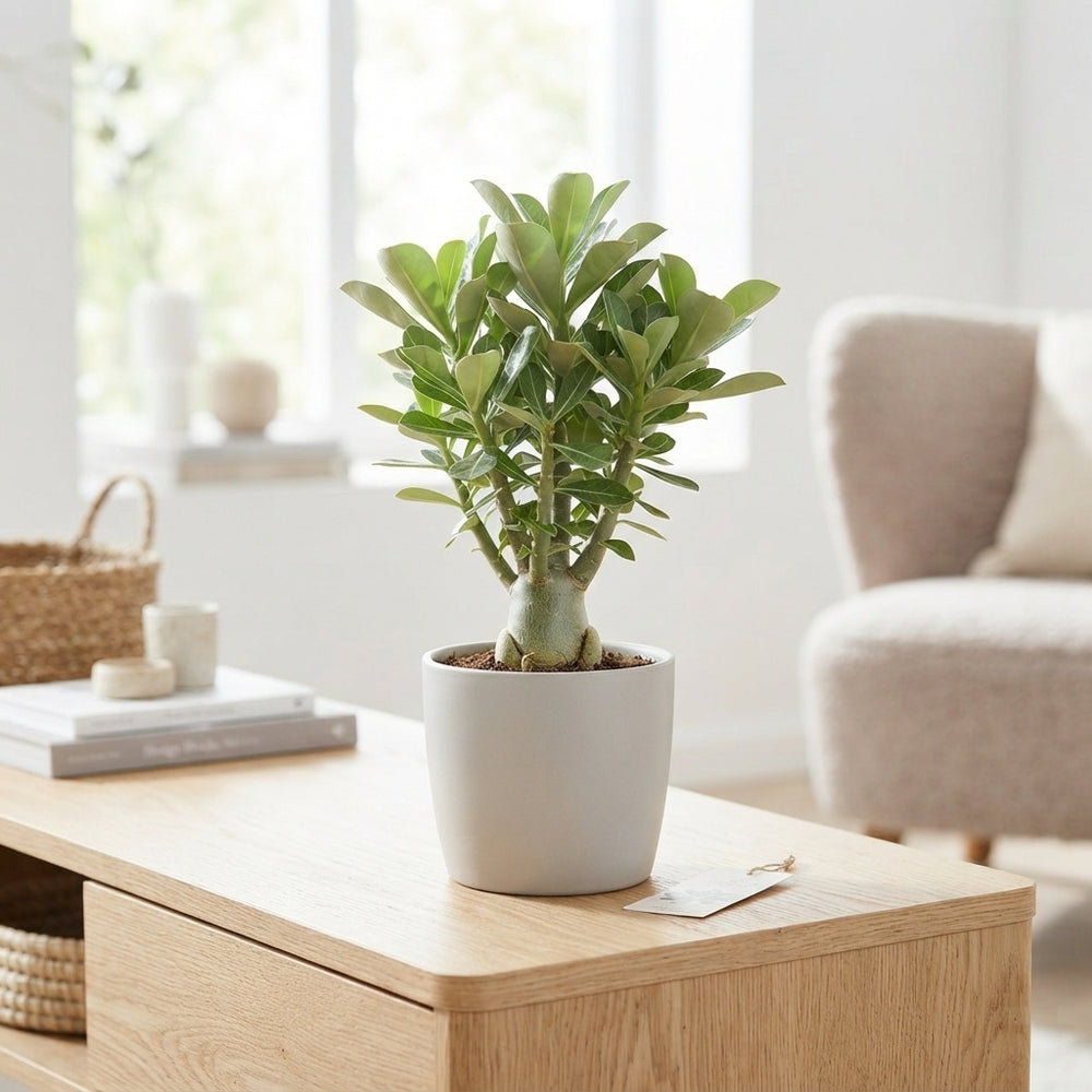 Pink Desert Rose (Adenium obesum) – 11cm Pot