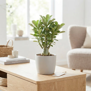 Pink Desert Rose (Adenium obesum) – 11cm Pot