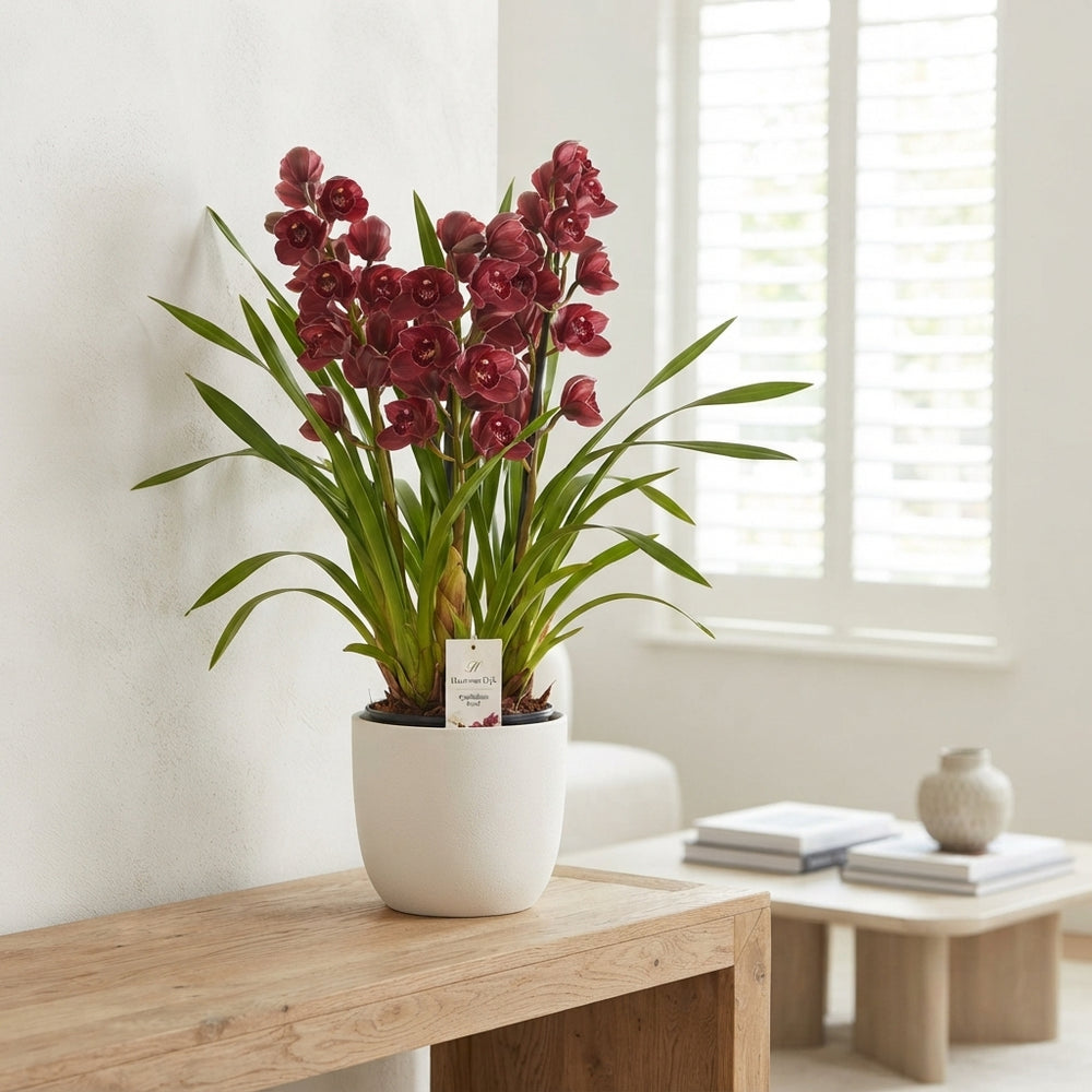 Mixed Cymbidium Orchid – 14cm Pot, 75cm Tall