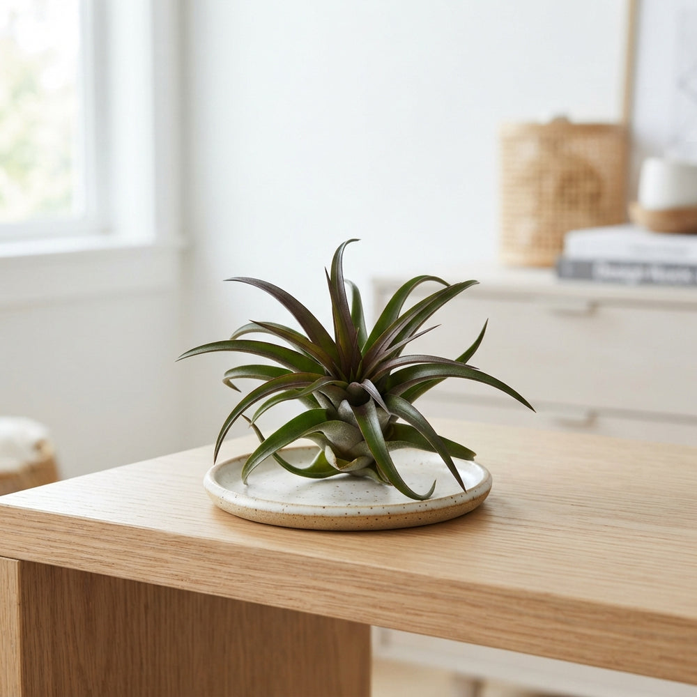 Air Plant Tillandsia melanocrater