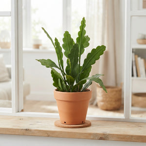 Epiphyllum Pumilum – 14cm Pot, Approx. 40cm Tall