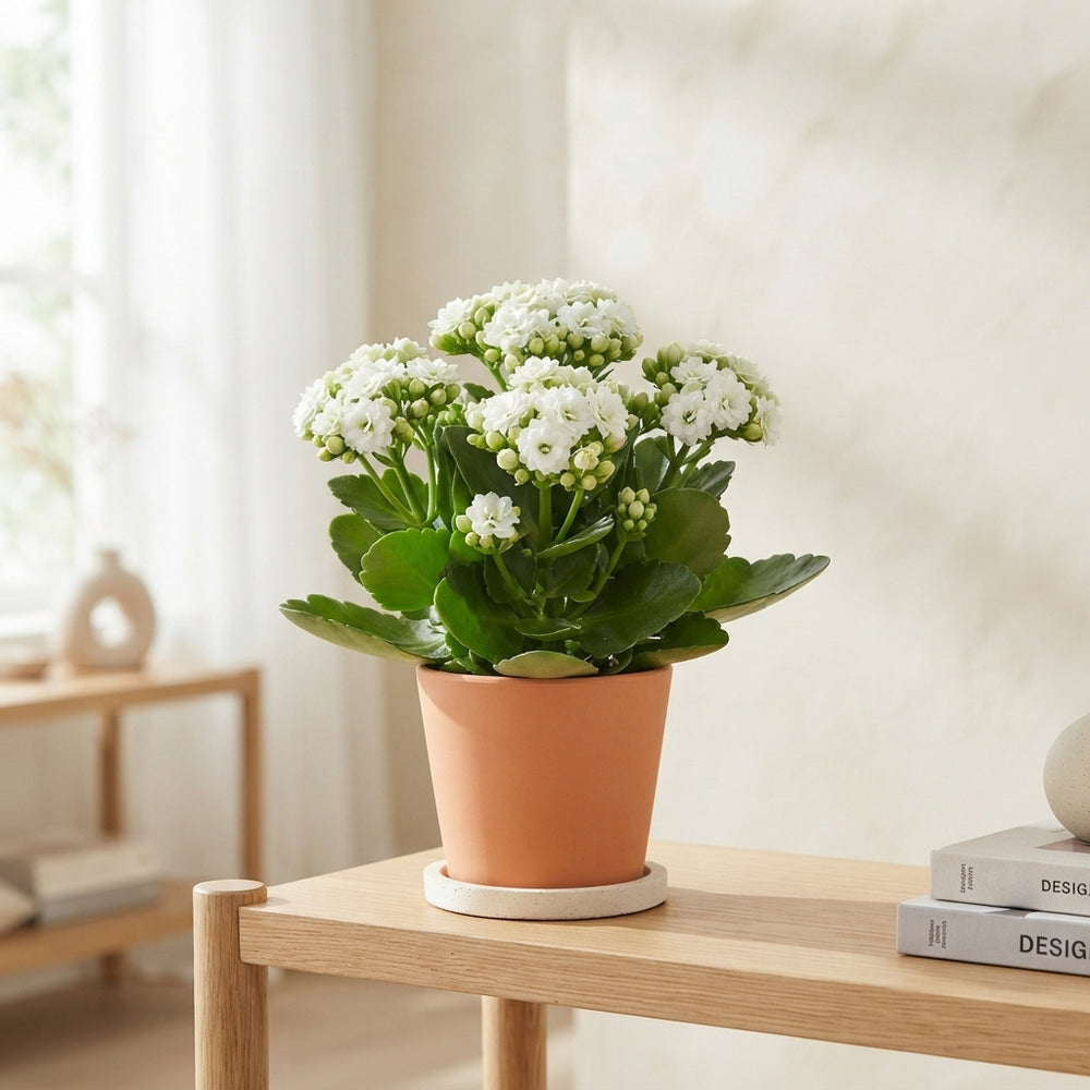 White Double Kalanchoe – 9cm Pot, 22cm High