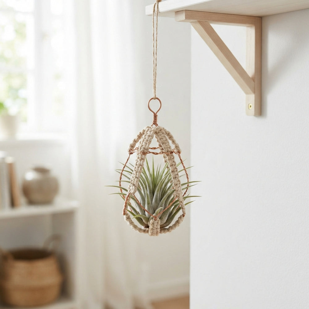 Tillandsia Jellyfish Air Plant – Grey