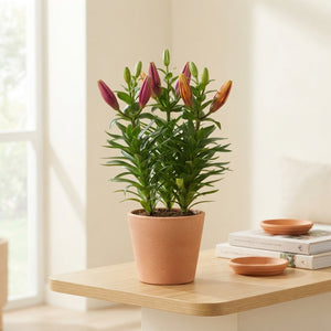 Asiatic Lily – 13cm Pot, Approx. 42cm