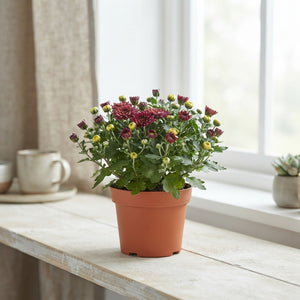 Chrysanthemum ‘Gardenmum Rosanna’ – 13cm Pot