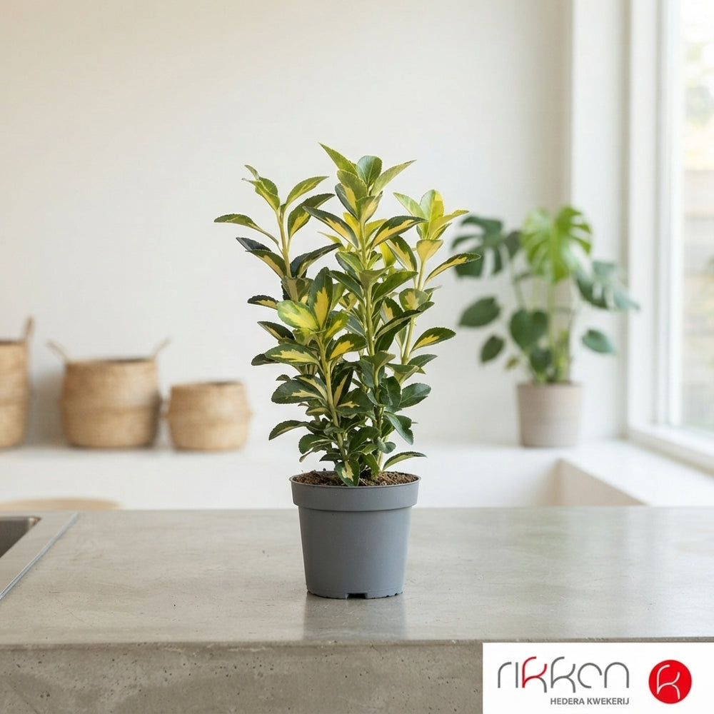 Mixed Euonymus Garden Plant – 9cm Pot, Approx. 26cm